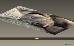 Cane Corso dogs for sale: Cane Corse Female  - Image 4