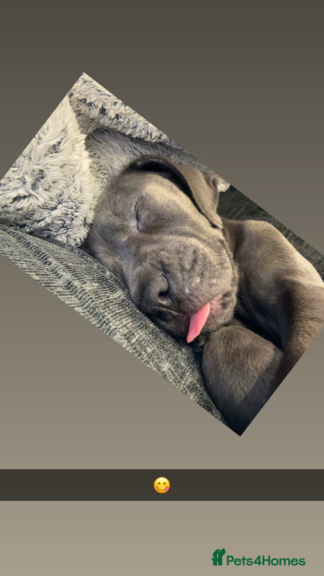Cane Corso dogs for sale: Cane Corse Female  - Image 4