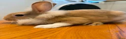 Lionhead rabbits for sale: 2 male lion head boys both brothers - Advert 3
