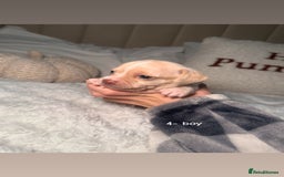 Chiweenie dogs for sale: chiweenie (dachshund x chihuahua) puppies - Image 12