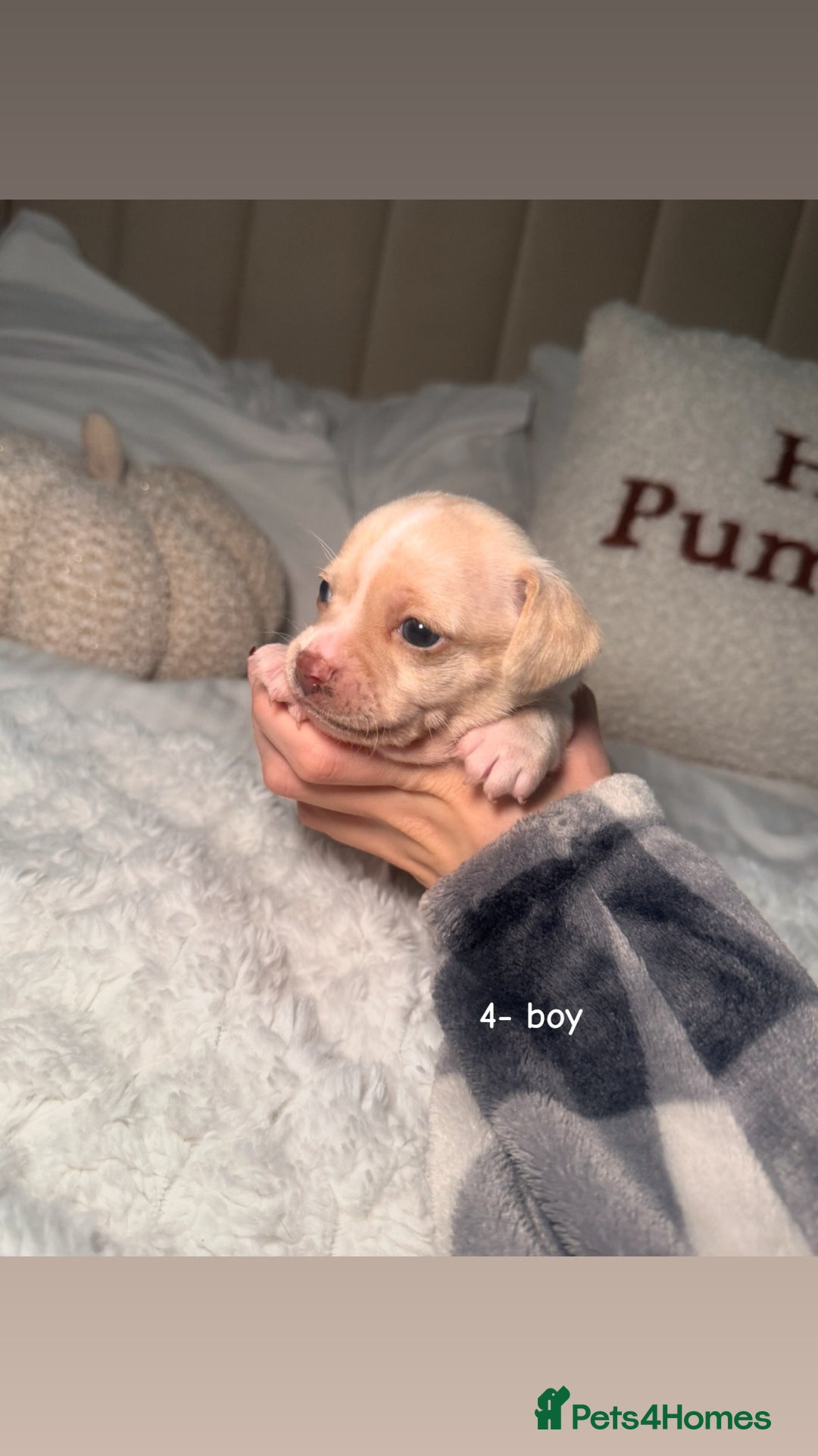 Chiweenie dogs for sale: chiweenie (dachshund x chihuahua) puppies - Image 12