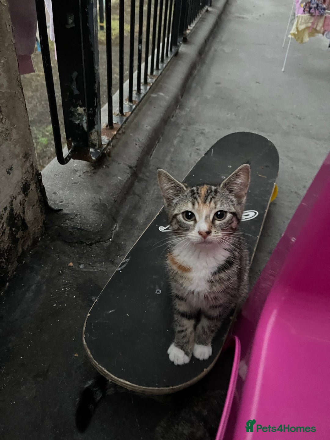 Mixed Breed cats for sale: FEMALE KITTEN - microchipped, flea&worm treated!  - Image 2
