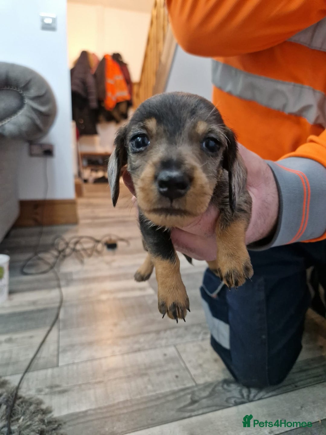 Dachshund dogs for sale: Wirehaired daschund chocolate dappled  - Advert 20