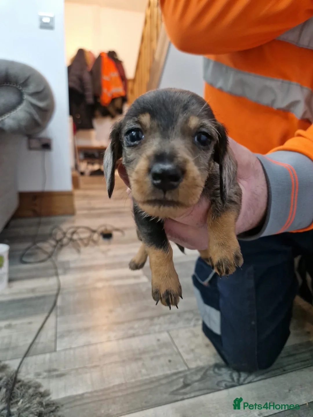 Dachshund dogs for sale: SOLD!Wirehaired daschund chocolate dappled  - Advert 20