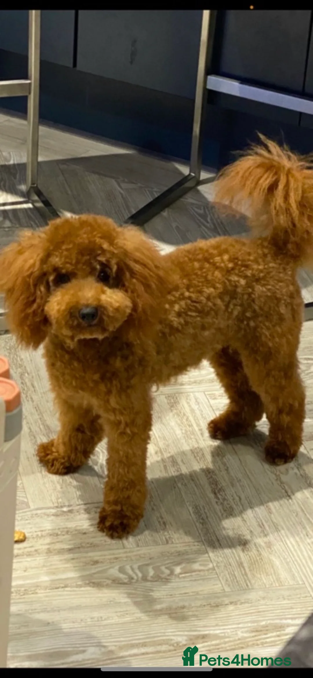 Toy Poodle dogs for stud: Toy poodle stud only 3kg in weight in Birmingham - Advert 2
