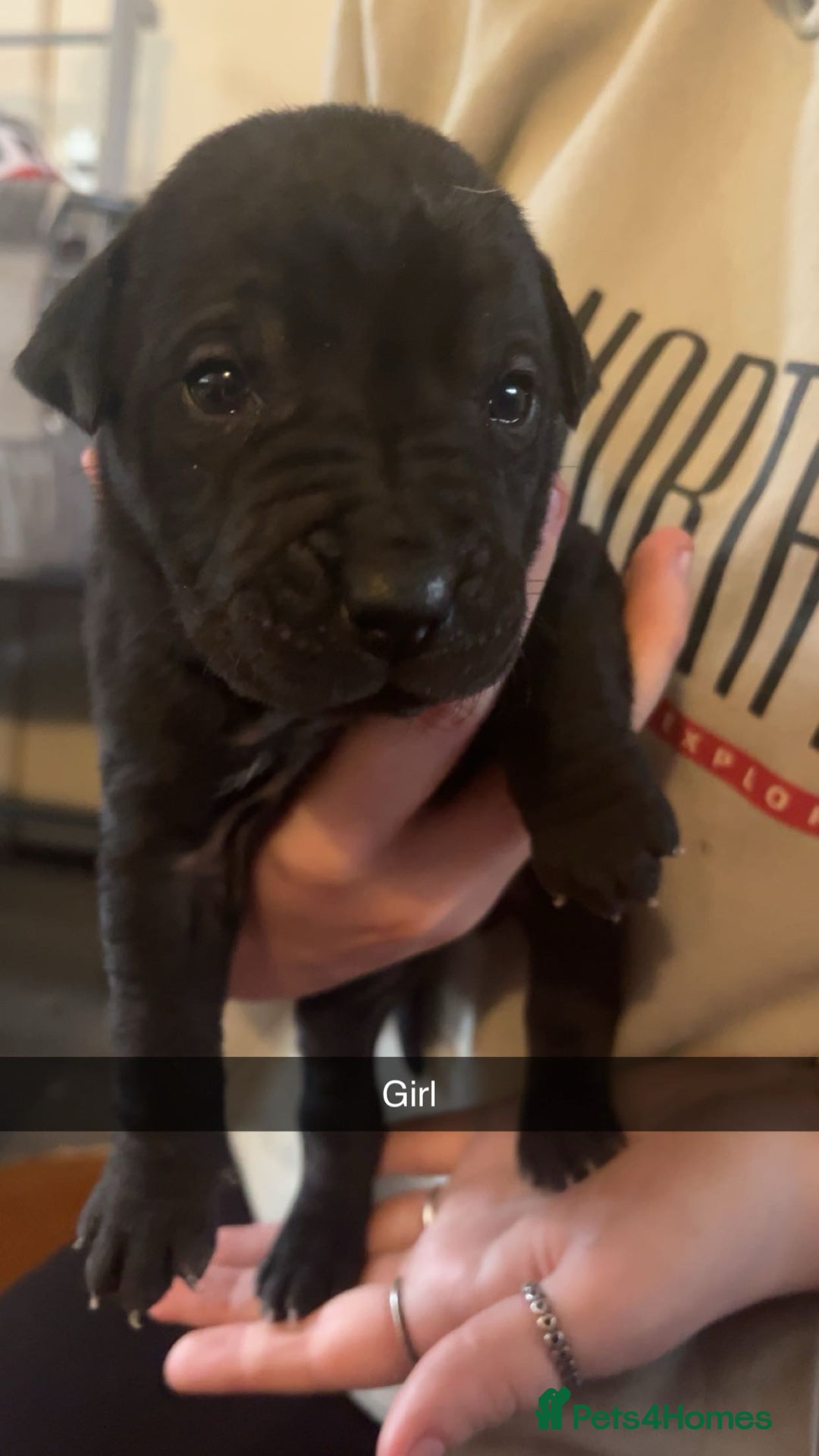 Mixed Breed dogs for sale: Pups for sale - Image 3