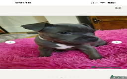 Staffordshire Bull Terrier dogs for stud: Proven KC Blue Staffy For Stud  - Image 19