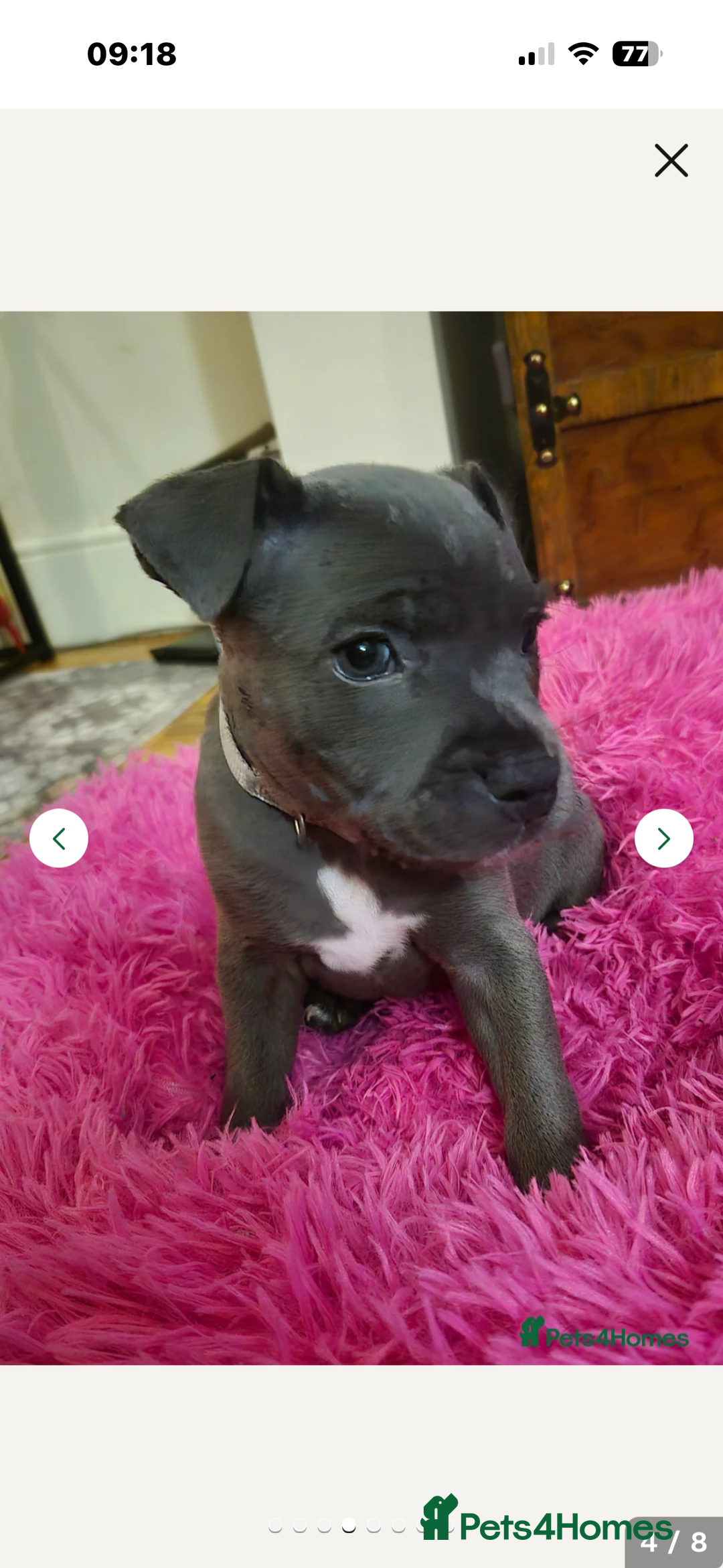 Staffordshire Bull Terrier dogs for stud: Proven KC Blue Staffy For Stud  - Image 19