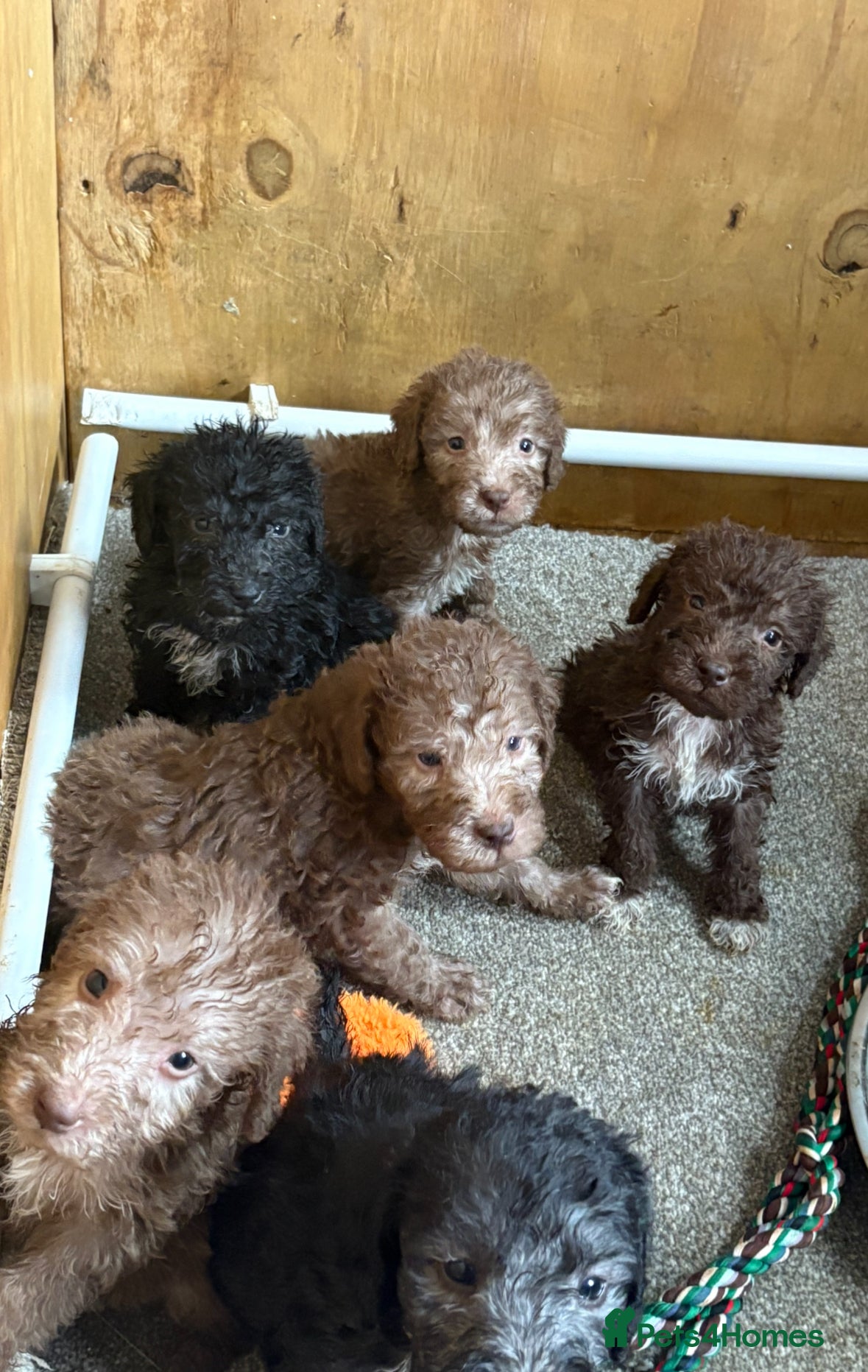 Bedlington Terrier dogs Bedlington Terriers - Advert 2