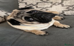 Frug dogs for sale: Two Beautiful F1 Frugs  - Image 3