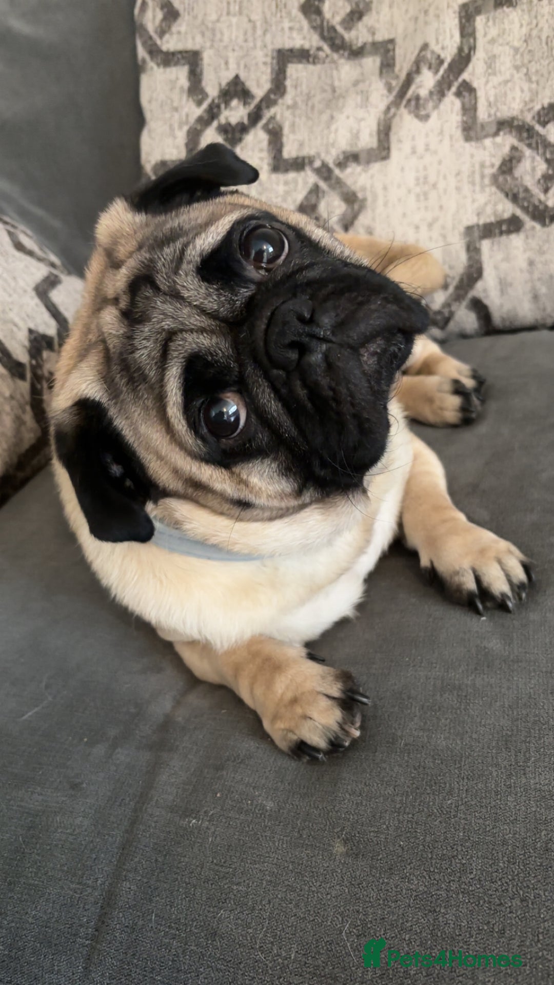 Frug dogs for sale: Two Beautiful F1 Frugs  - Image 3