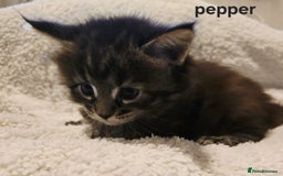 Maine Coon cats for sale: Maine Coon Kittens Tortie/Torbie Russian lines - Image 24
