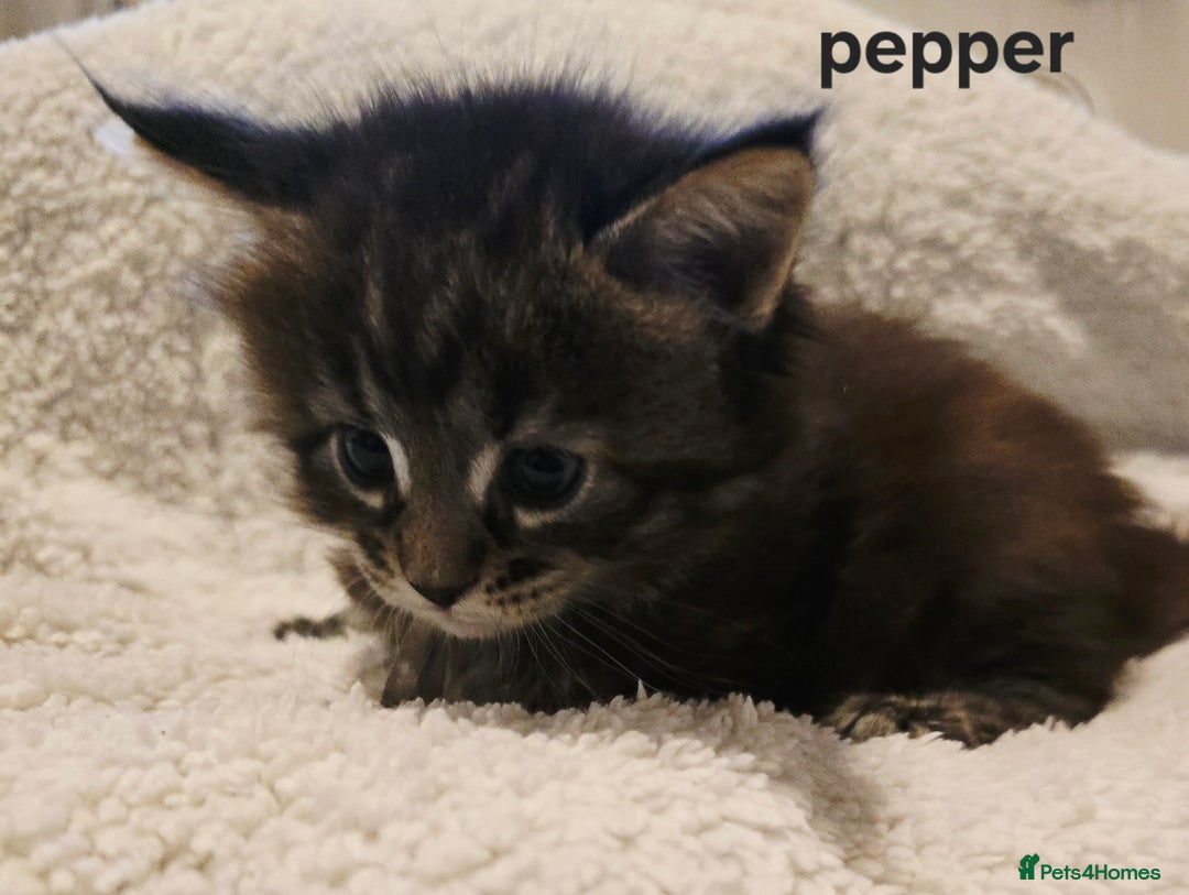 Maine Coon cats for sale: Maine Coon Kittens Tortie/Torbie Russian lines - Image 24