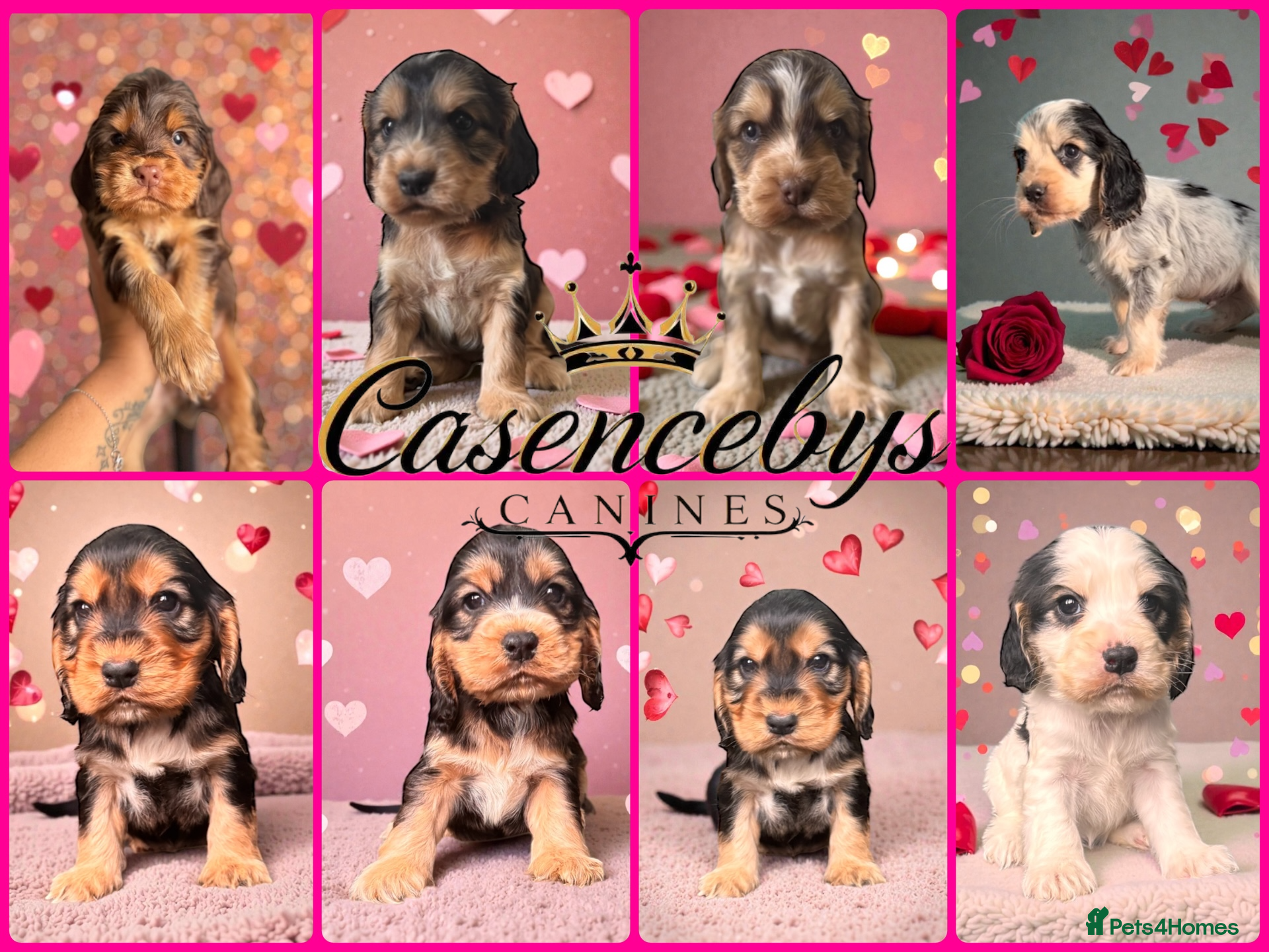 Cocker Spaniel dogs ❤️THE MOST INCREDIBLE DNA CLEAR SHOW SPANIELS❤️ - Advert 4