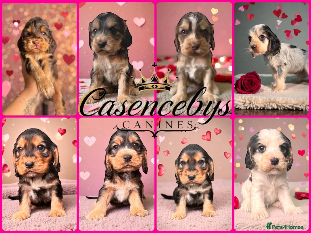 Cocker Spaniel dogs for sale: ❤️THE MOST INCREDIBLE DNA CLEAR SHOW SPANIELS❤️ - Advert 5