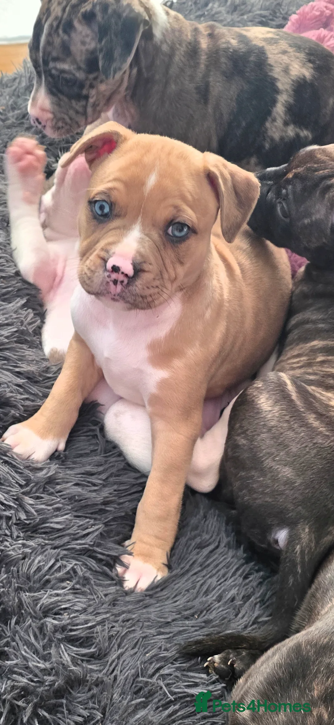 Mixed Breed dogs for sale: Female Staffy X Alapaha Blue Blood Bulldog Pups - Advert 25