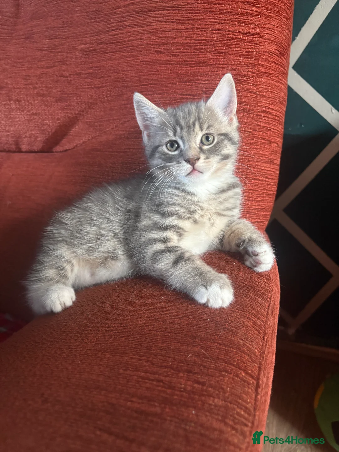 Mixed Breed cats for sale: british shorthair  - Advert 1