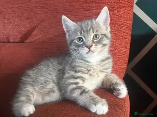 Mixed Breed cats british shorthair - Advert 1