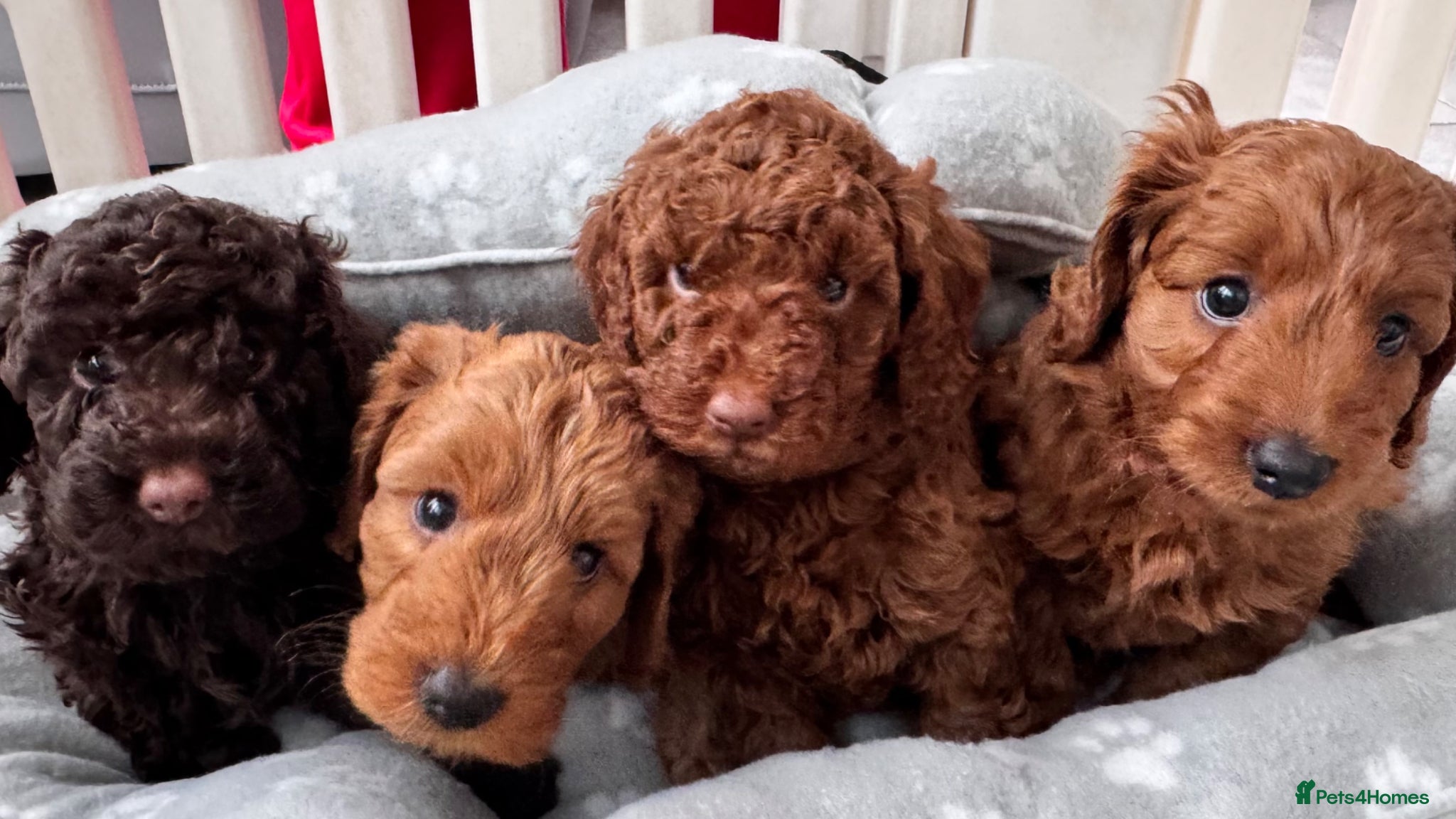 Cockapoo dogs 🐶 4 Stunning F1B Cockapoo Puppies for Sale 🏡💖 - Advert 10