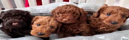 Cockapoo dogs for sale: READY NOW STUNNING CURLY CHOCOLATE MALE - Advert 3