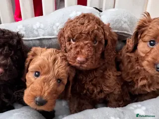 Cockapoo dogs 🐶 4 Stunning F1B Cockapoo Puppies for Sale 🏡💖 - Advert 10