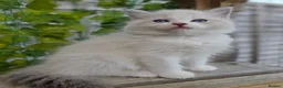 Ragdoll cats for sale: 💓please read🩵🏆European Champion lines 💫Tica - Advert 17