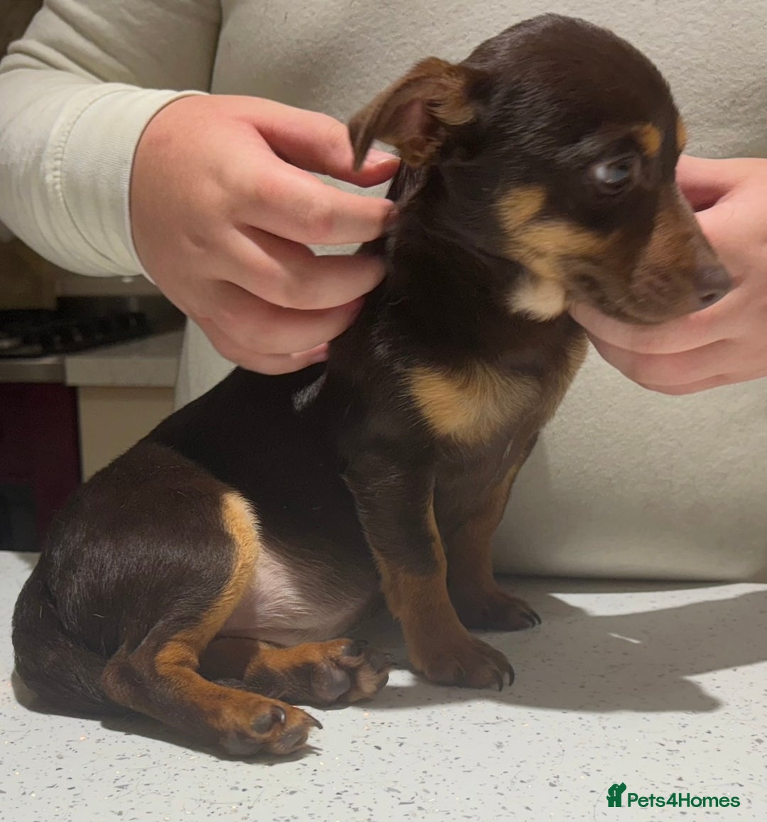 Jack Russell dogs for sale: Jack Russell Boy & Girl  - Advert 9