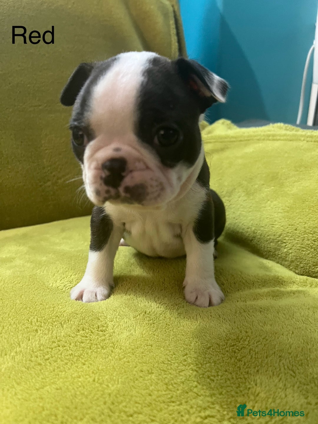 Boston Terrier dogs for sale: Boston terriers for sale - Image 19