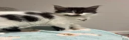 Maine Coon cats for sale: Maine coon cross - Advert 3