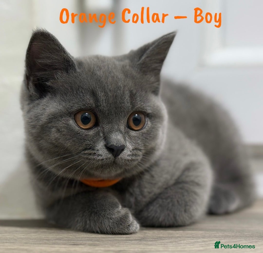 British Shorthair cats for sale: 🐾 Champion Line Blue BSH Kittens GCCF Active 🐾  - Image 18