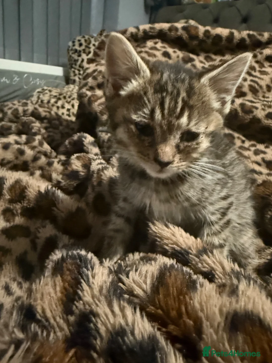 Mixed Breed cats for sale: The BOYS are ready - Advert 2
