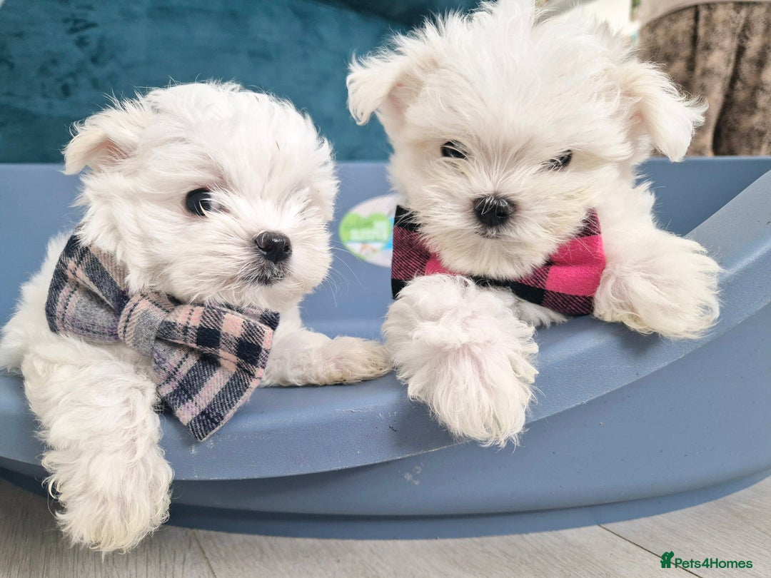 Maltese dogs for sale: Maltese - Image 4