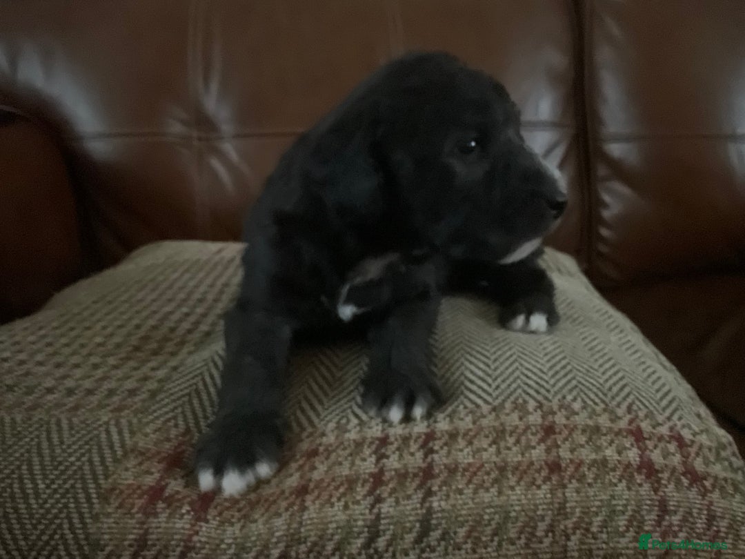 Bedlington Terrier dogs for sale: 4 bedlington puppies for sale  - Advert 3