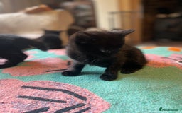 Mixed Breed cats for sale: Russian blue cross black and tabby kittens  - Advert 5
