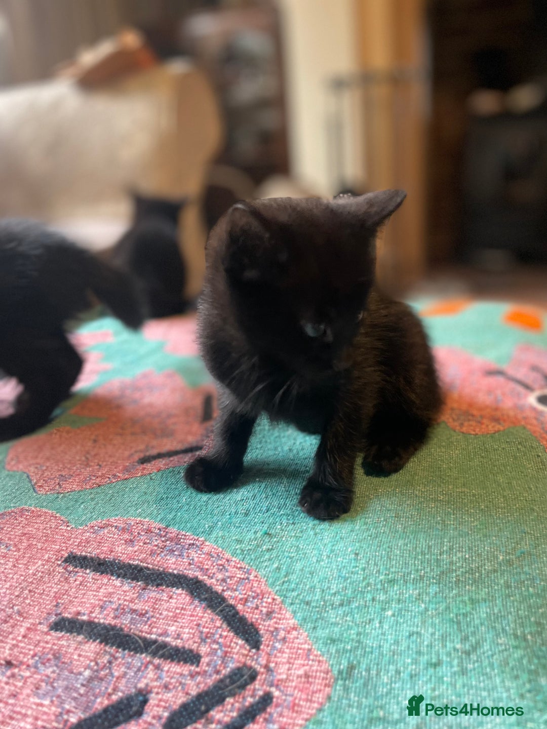 Mixed Breed cats for sale: Russian blue cross black and tabby kittens  - Advert 5