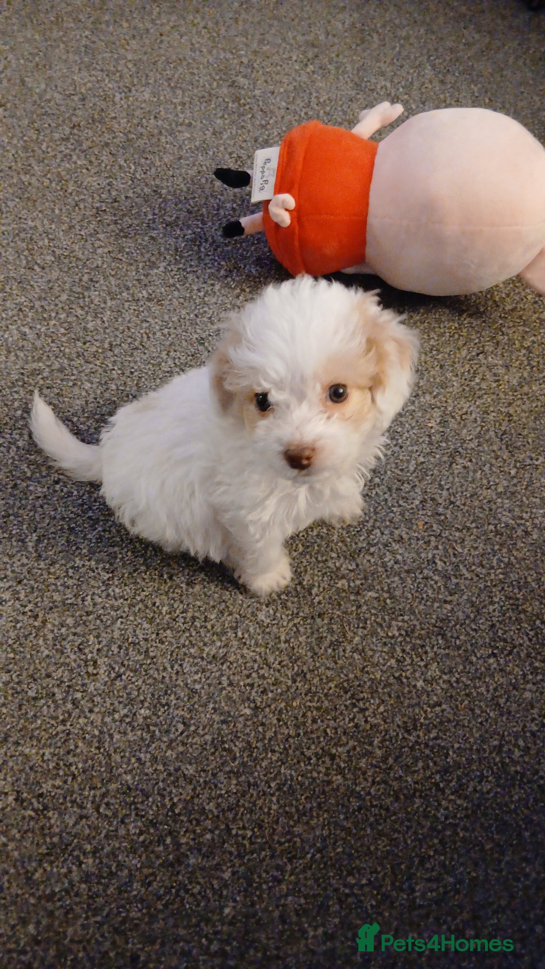 Mixed Breed dogs for sale: Springerpoo puppy  - Advert 19