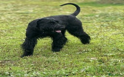 Giant Schnauzer dogs for stud: Giant Schnauzer for stud - Image 3