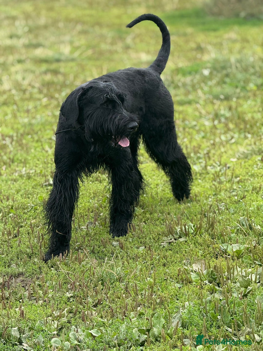 Giant Schnauzer dogs for stud: Giant Schnauzer for stud - Image 3