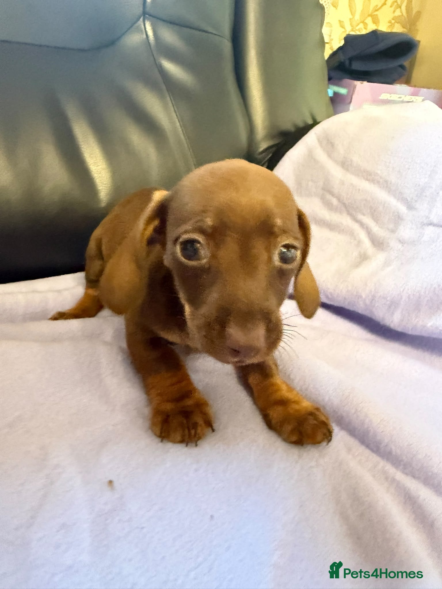 Dachshund dogs Dachshund puppies - Advert 1