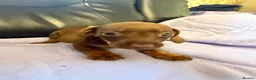 Dachshund dogs for sale: Dachshund puppies - Advert 27