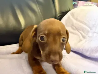 Dachshund dogs Dachshund puppies - Advert 1