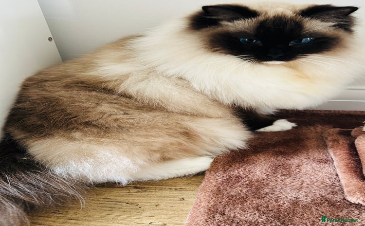 Ragdoll cats for sale - Advert 1