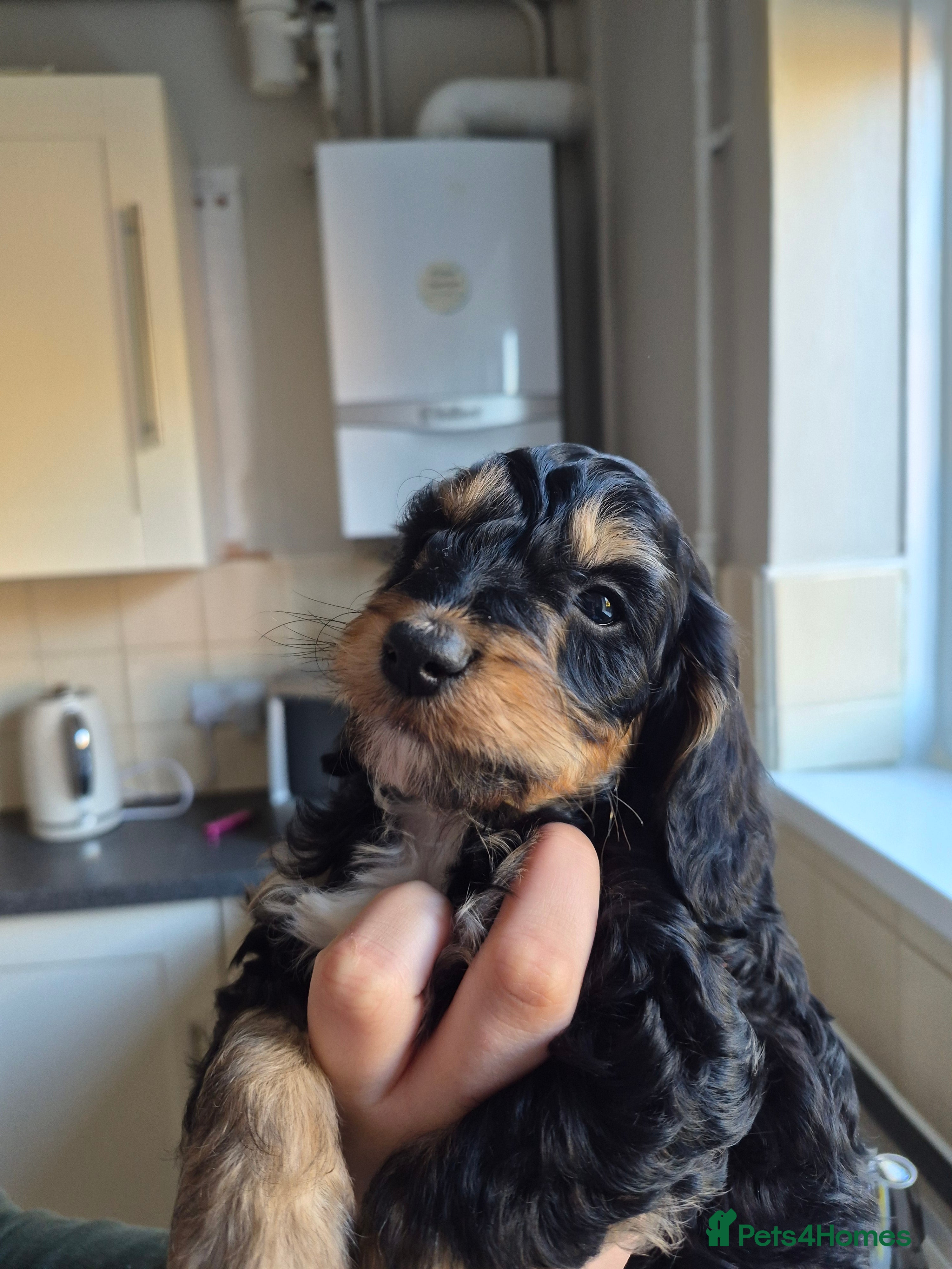 Cockapoo dogs 6 beautiful cockapoo puppies  - Advert 1