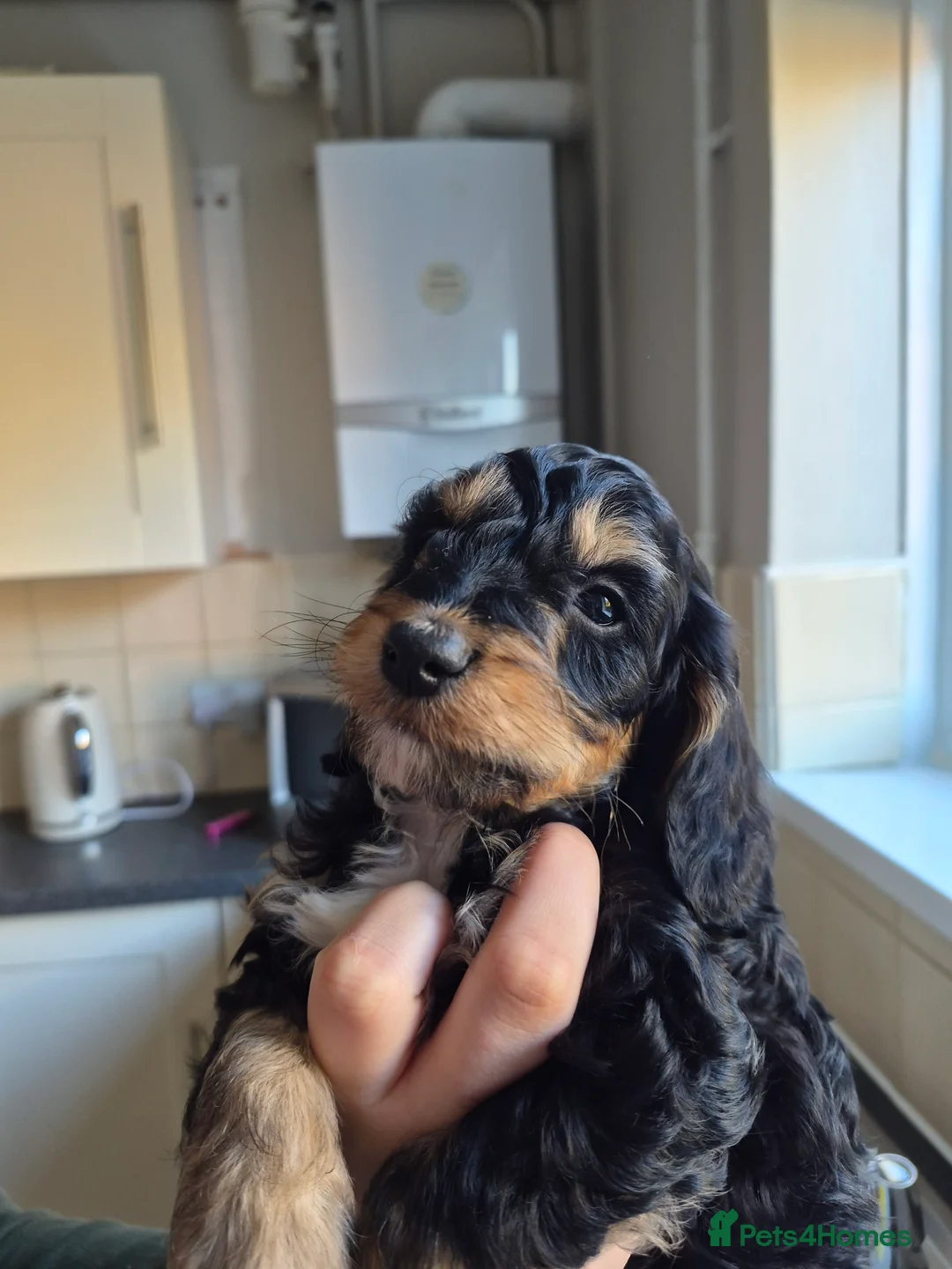 Cockapoo dogs for sale: 6 beautiful cockapoo puppies  - Advert 1