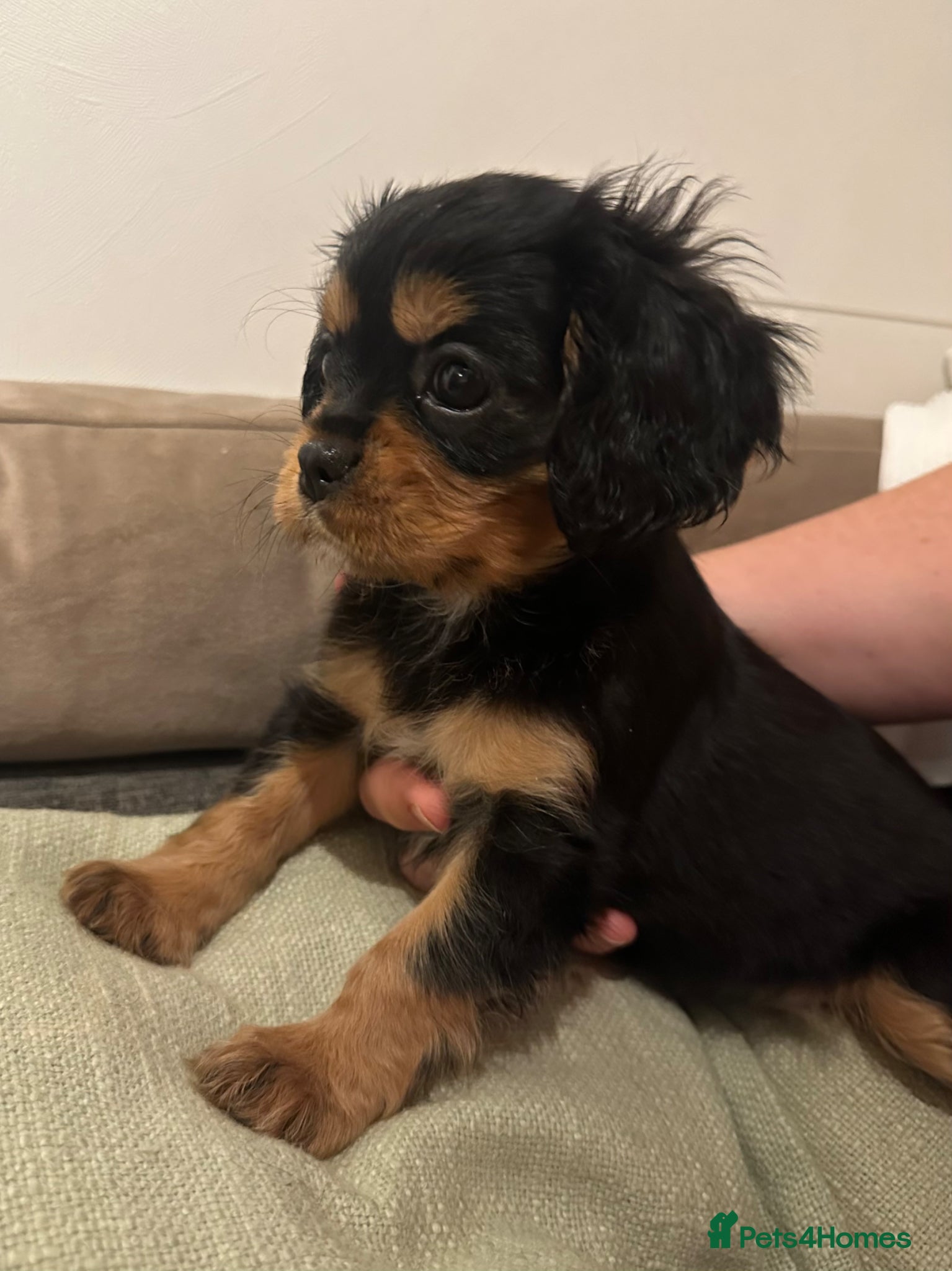 Cavalier King Charles Spaniel dogs Black and Tan girl now re-available 🐾 - Advert 1