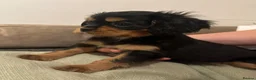 Cavalier King Charles Spaniel dogs for sale: Special Ruby Boys🐾♥️ Ready to leave now 🏠🫶 - Advert 2