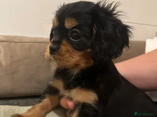 Cavalier King Charles Spaniel dogs Black and Tan girl now re-available 🐾 - Advert 1