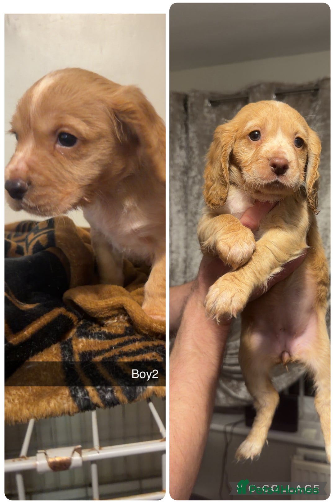 Cocker Spaniel dogs for sale: Cocker spaniel pups  - Advert 2