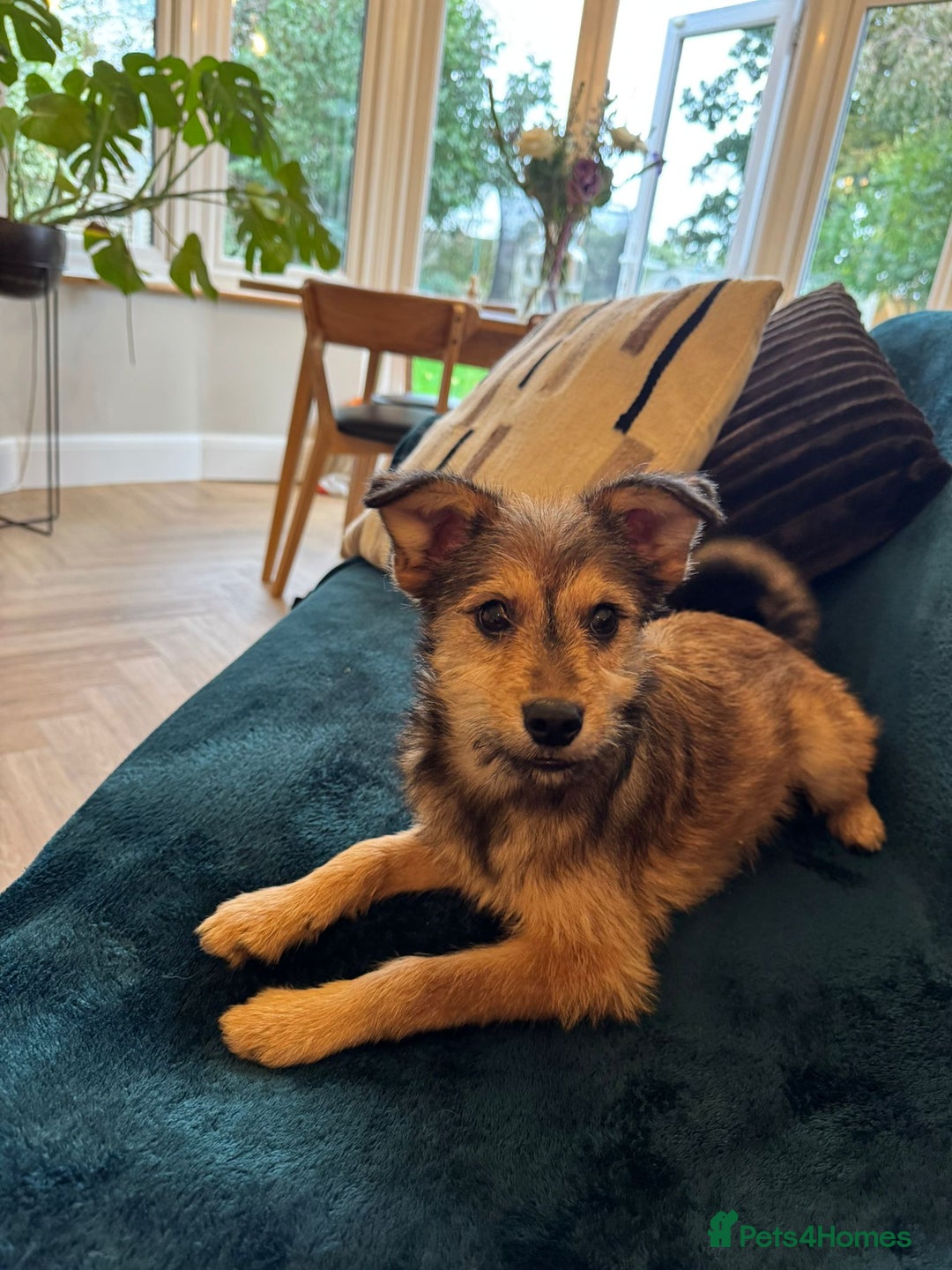 Mixed Breed dogs for adoption: Sweet sugar  - Image 12
