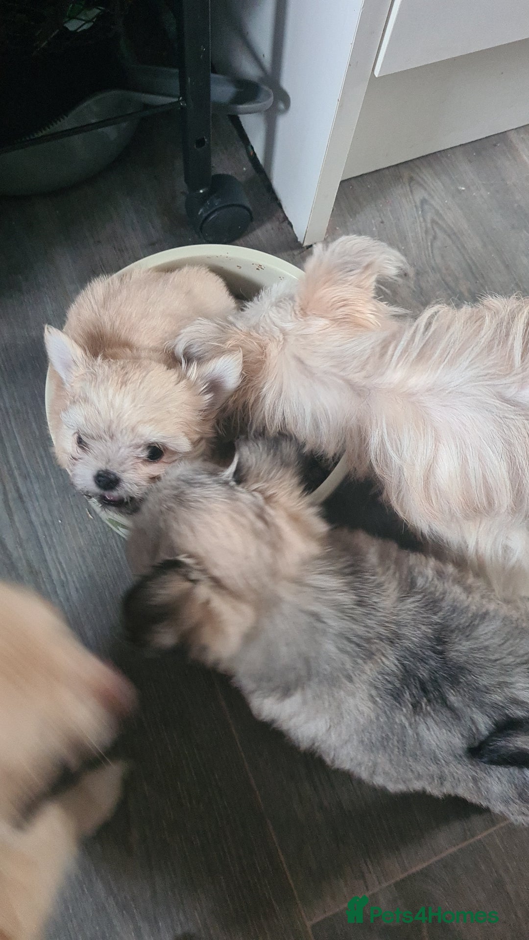 Mixed Breed dogs for sale: Stunning Designer Puppys - maltese x chihuahua  - Image 8